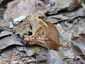 Bordás serleggomba (Helvella acetabulum), Budai-hegység